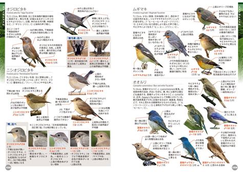 鳥種類|日本の野鳥一覧